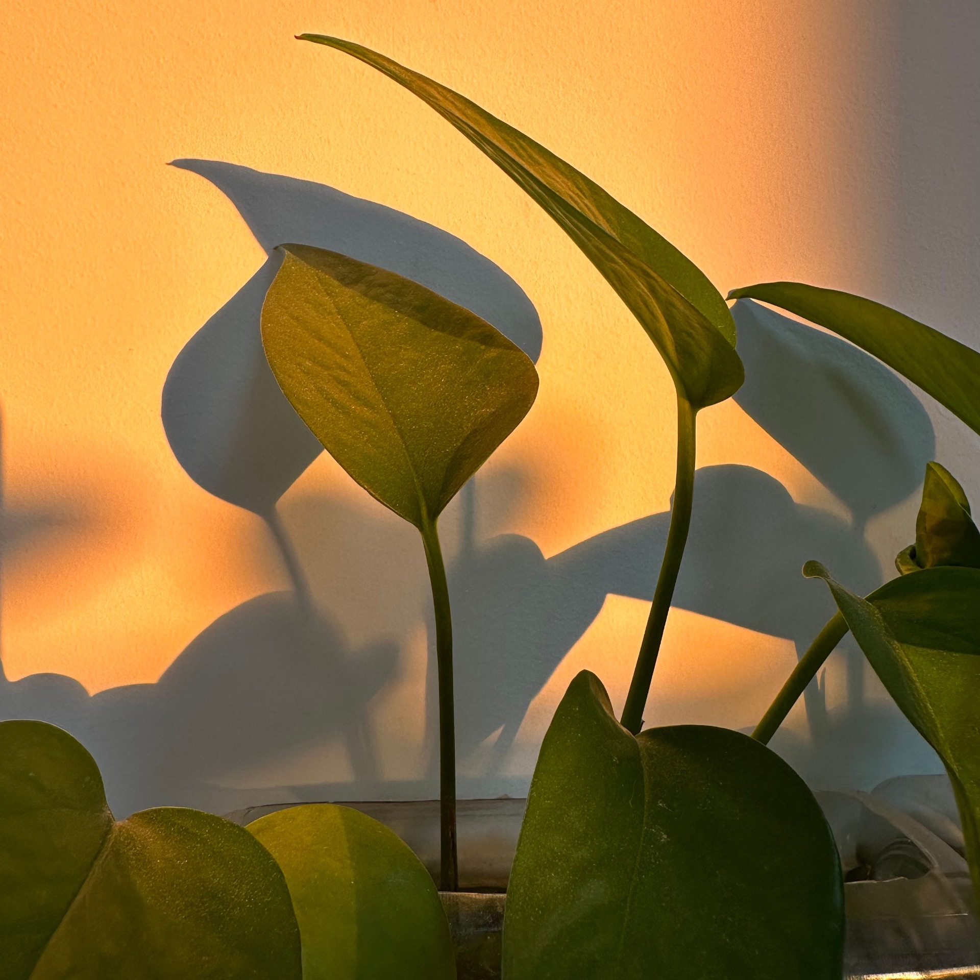 Green leaves lit by warm afternoon light